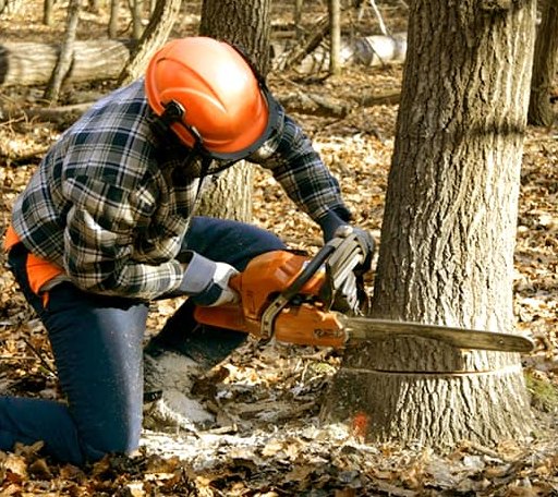 Tree Removal in Smithville Flats, NY